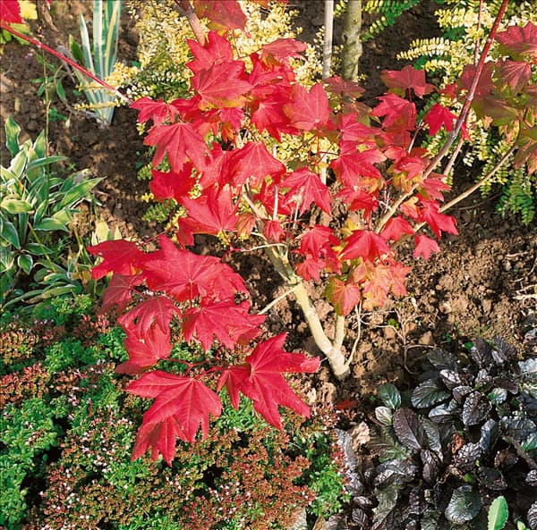 ACER CAMPESTRE