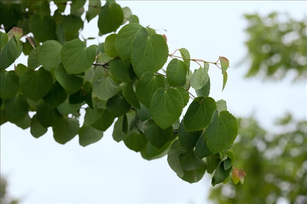 Cercidiphyllum japonicum