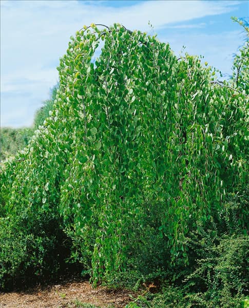 Cercidiphyllum japonicum Pendulum