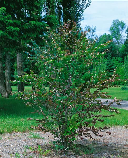Cercidiphyllum japonicum
