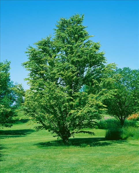 Cercidiphyllum japonicum var. magnificum Nakai