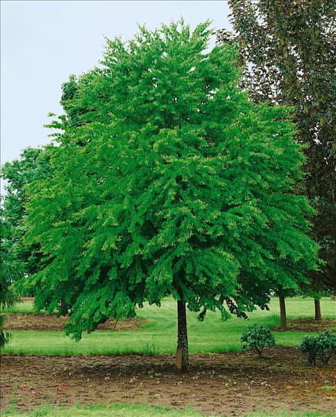 Cercidiphyllum japonicum