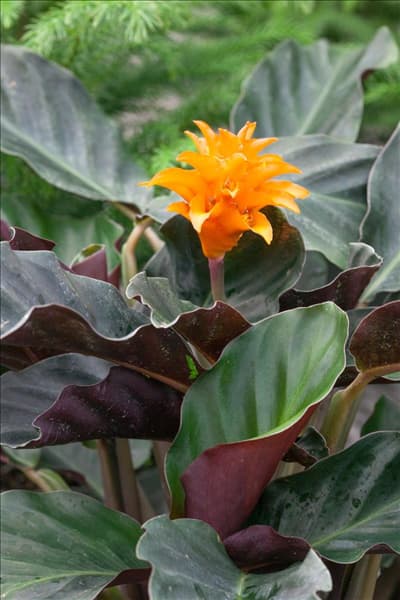 Calathea crocata Tassmania