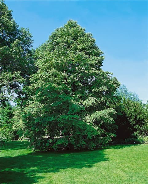 Cercidiphyllum japonicum