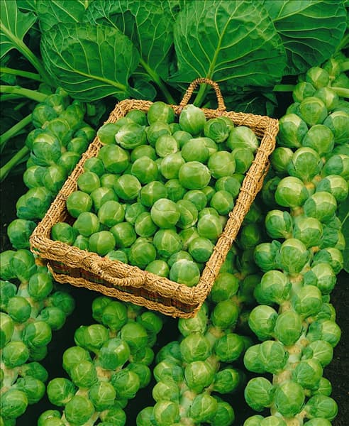 Sprossenkohl / Brassica oleracea var. gemmifera