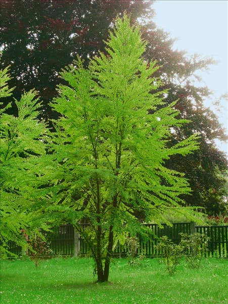 Cercidiphyllum japonicum