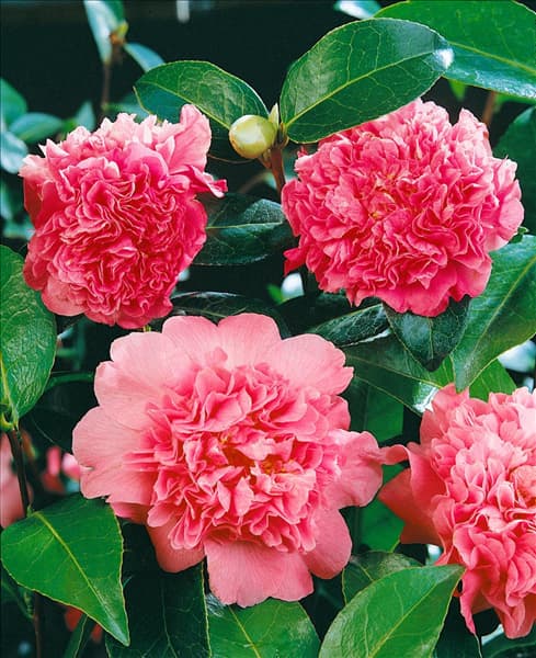 Camellia Ballet Queen