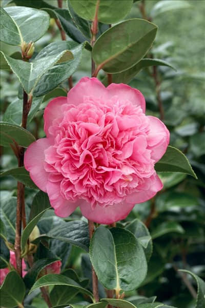 Camellia x williamsii Ballet Queen