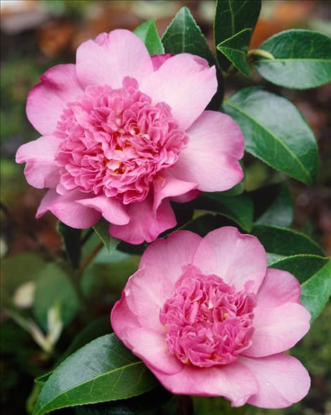 CAMELLIA BALLET QUEEN