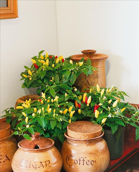 Capsicum annuum 'Feuerküsschen'