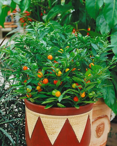 Capsicum annuum