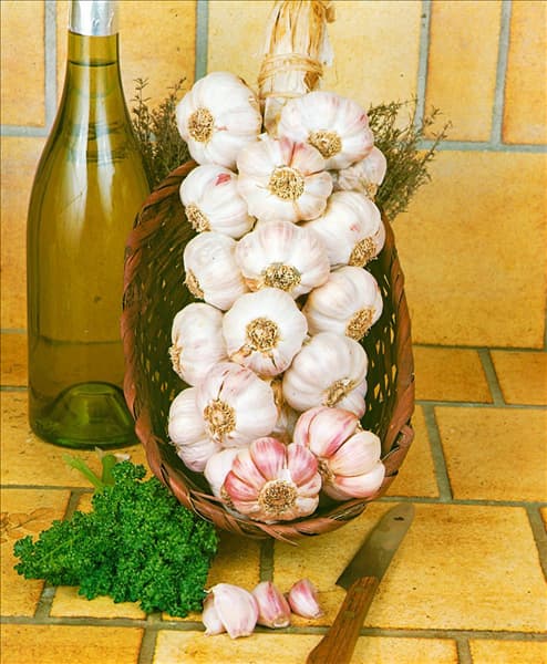 Knoblauch / Allium sativum var. sativum rose