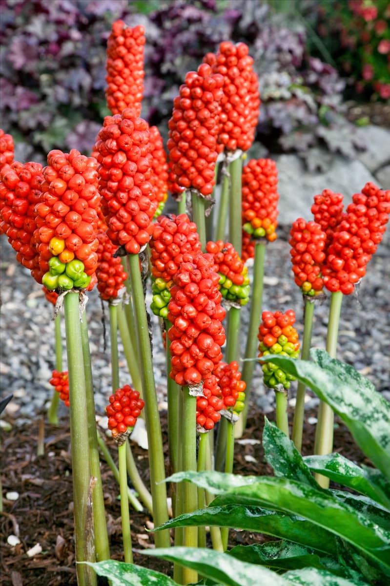 Arum italicum White Winter