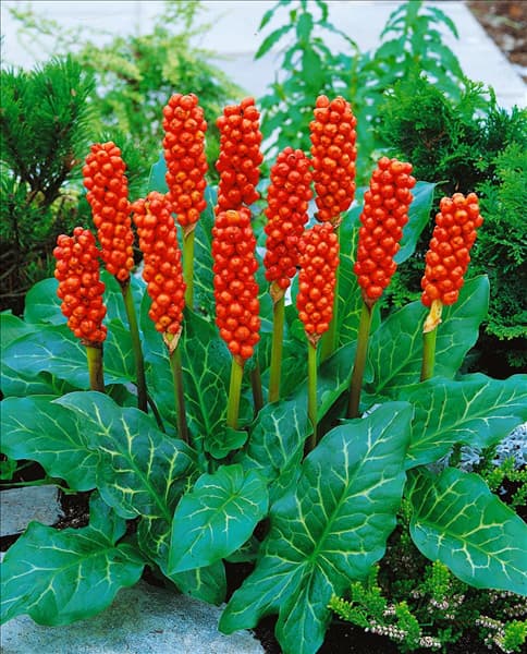 ARUM ITALICUM