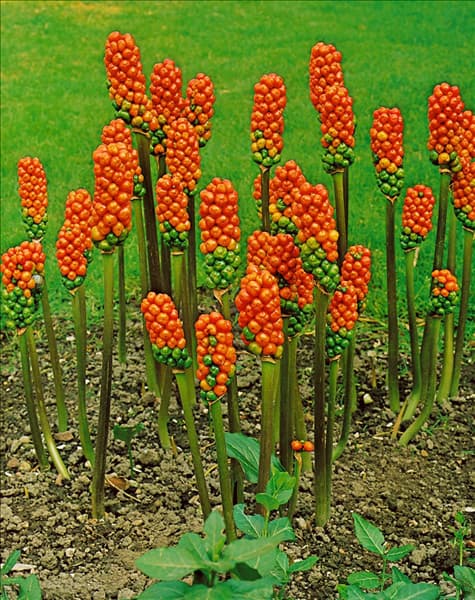 ARUM ITALICUM