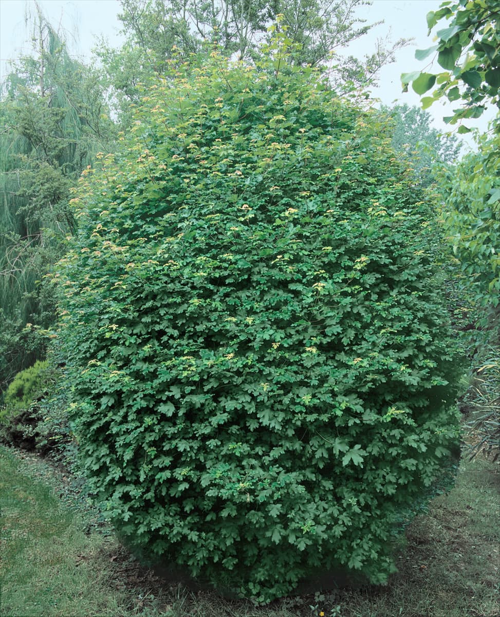 Acer campestre Nanum