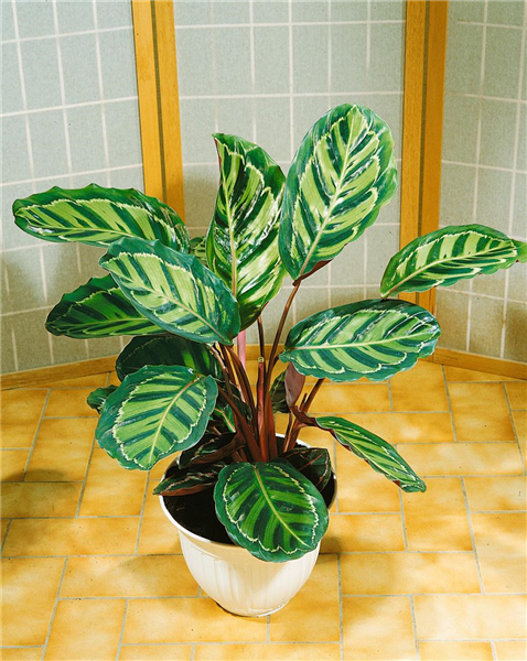 Calathea 'Flamestar'