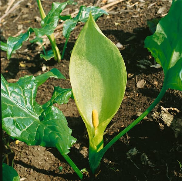 ARUM ITALICUM
