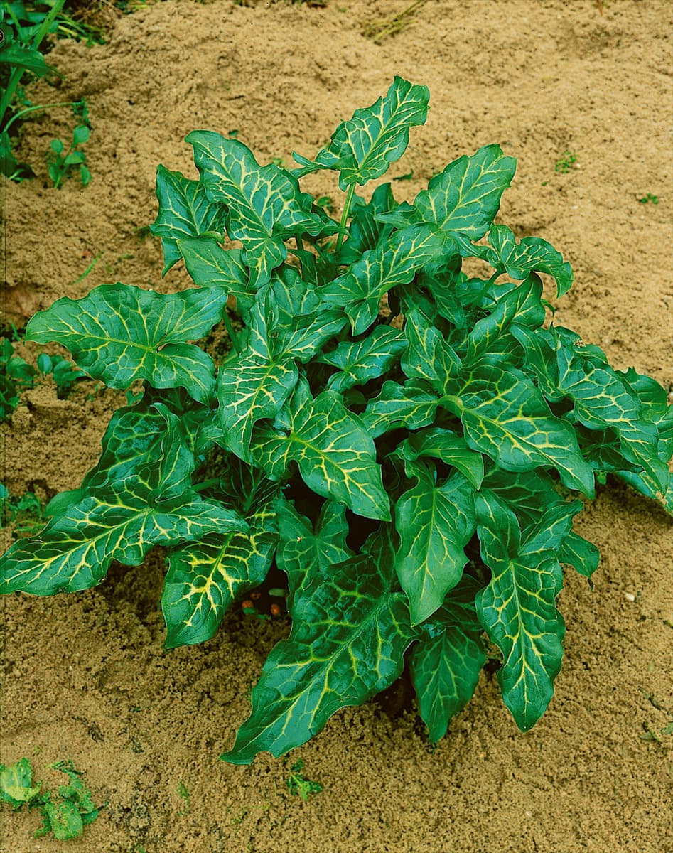 ARUM ITALICUM/LEAVES