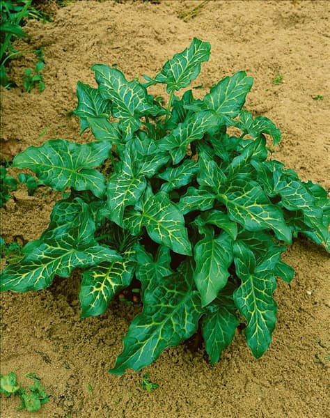 ARUM ITALICUM/LEAVES