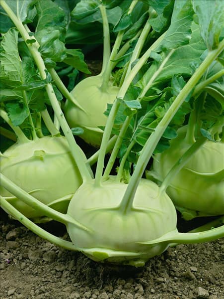 Kohlrabi / Brassica oleracea var. gongylodes Troja