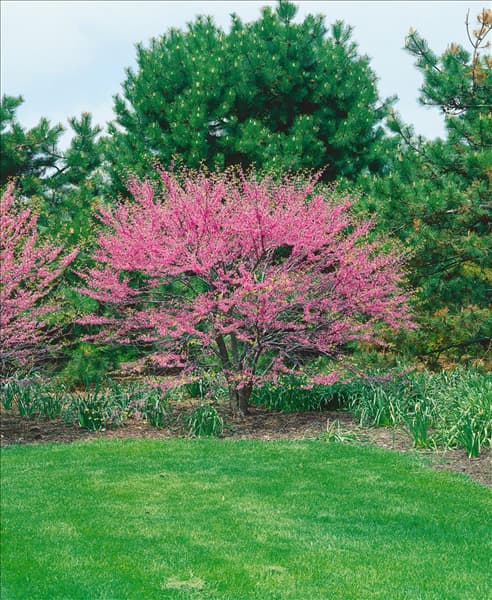 Cercis canadensis McKay