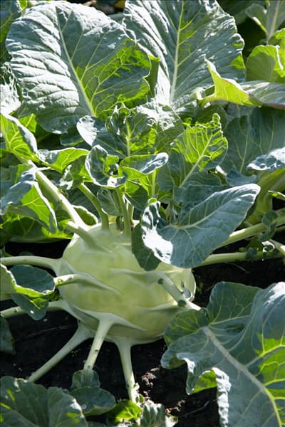 Brassica oleracea var. gongylodes Superschmelz