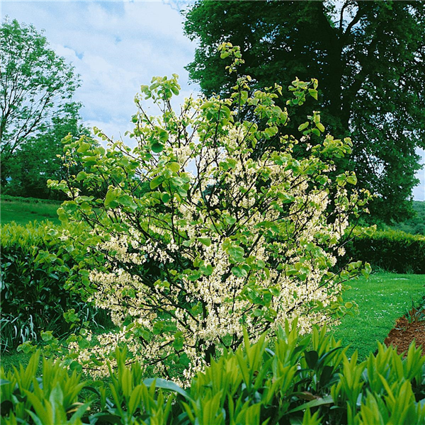 Cercis canadensis Alba