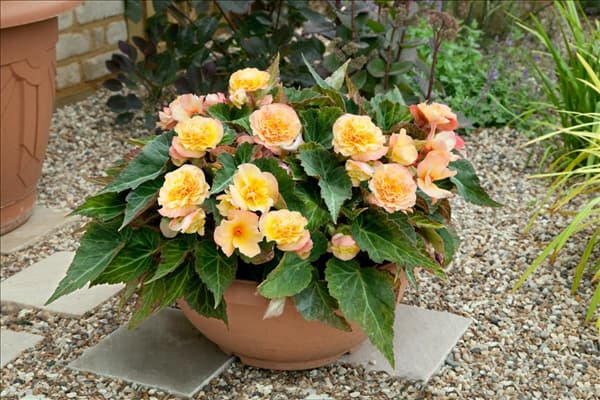 Begonia Buffy