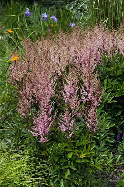 Astilbe Erika