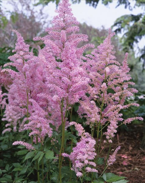 Astilbe Astary ® Pink