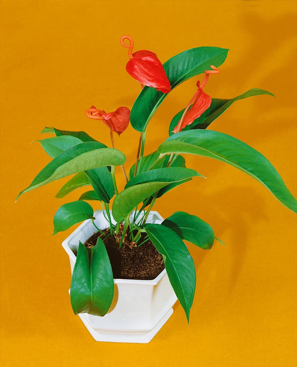 ANTHURIUM