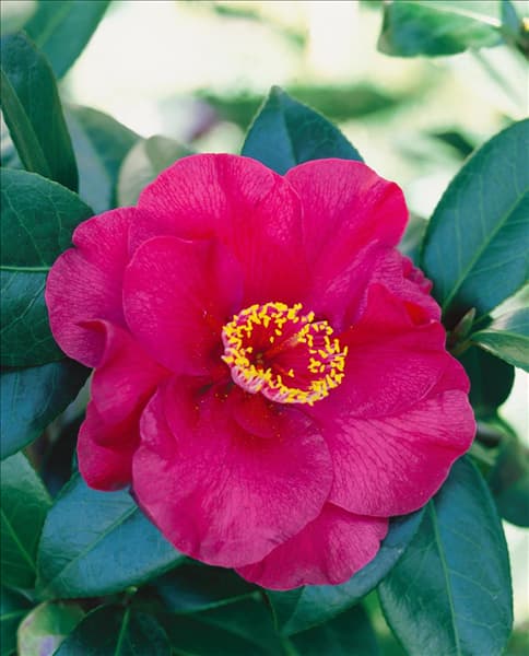 CAMELLIA JAPONICA BOB HOPE