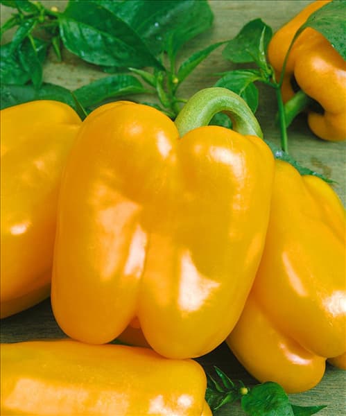 Paprika / Capsicum annuum Gourmet