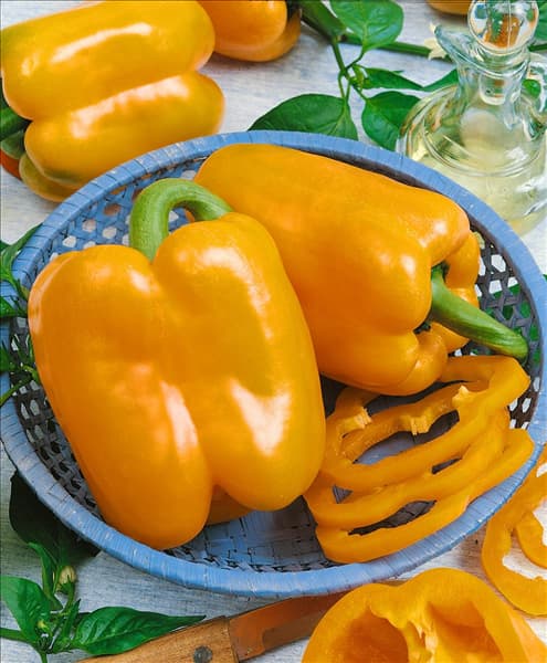 Paprika / Capsicum annuum Gourmet