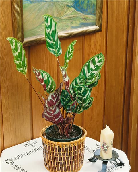 Calathea makoyana