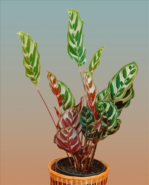 CALATHEA MAKOYANA