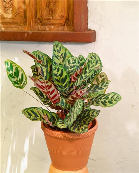 CALATHEA MAKOYANA