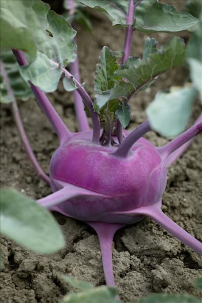 Brassica oleracea var. gongylodes 'Blaro'
