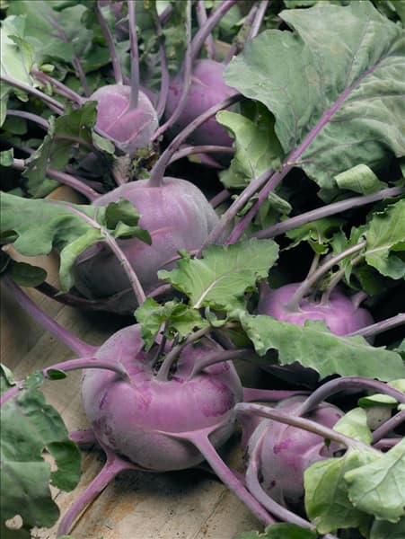 Brassica oleracea var. gongylodes Blaro