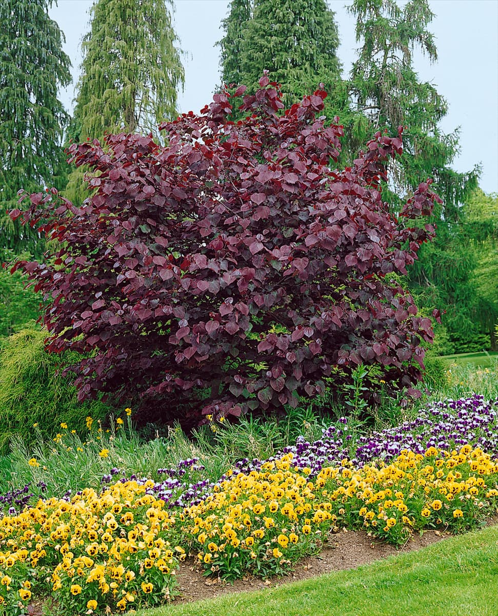 Cercis canadensis Forest Pansy