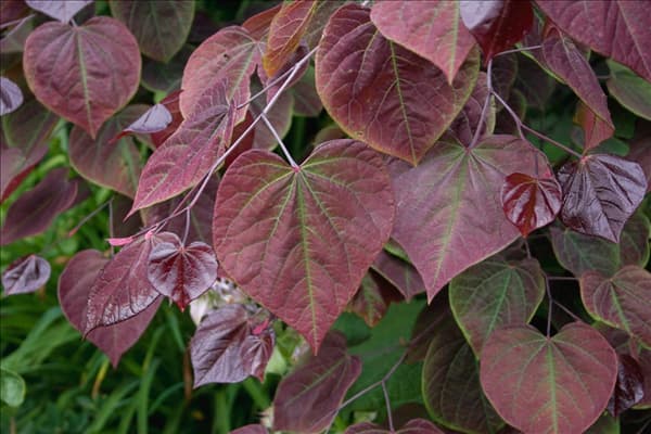Cercis canadensis Forest Pansy