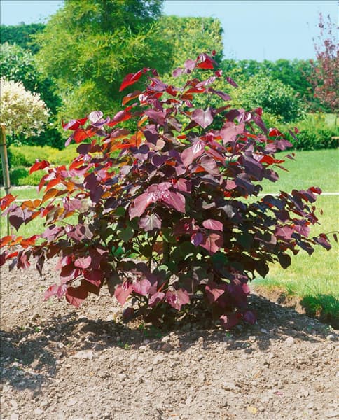 Cercis canadensis Forest Pansy