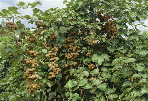 Actinidia deliciosa