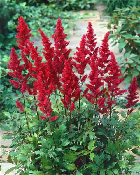 Astilbe x arendsii Fanal