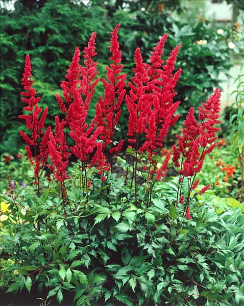 Astilbe x arendsii Fanal