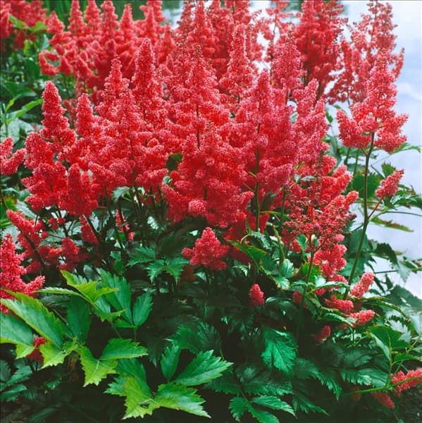 Astilbe x arendsii Cologne