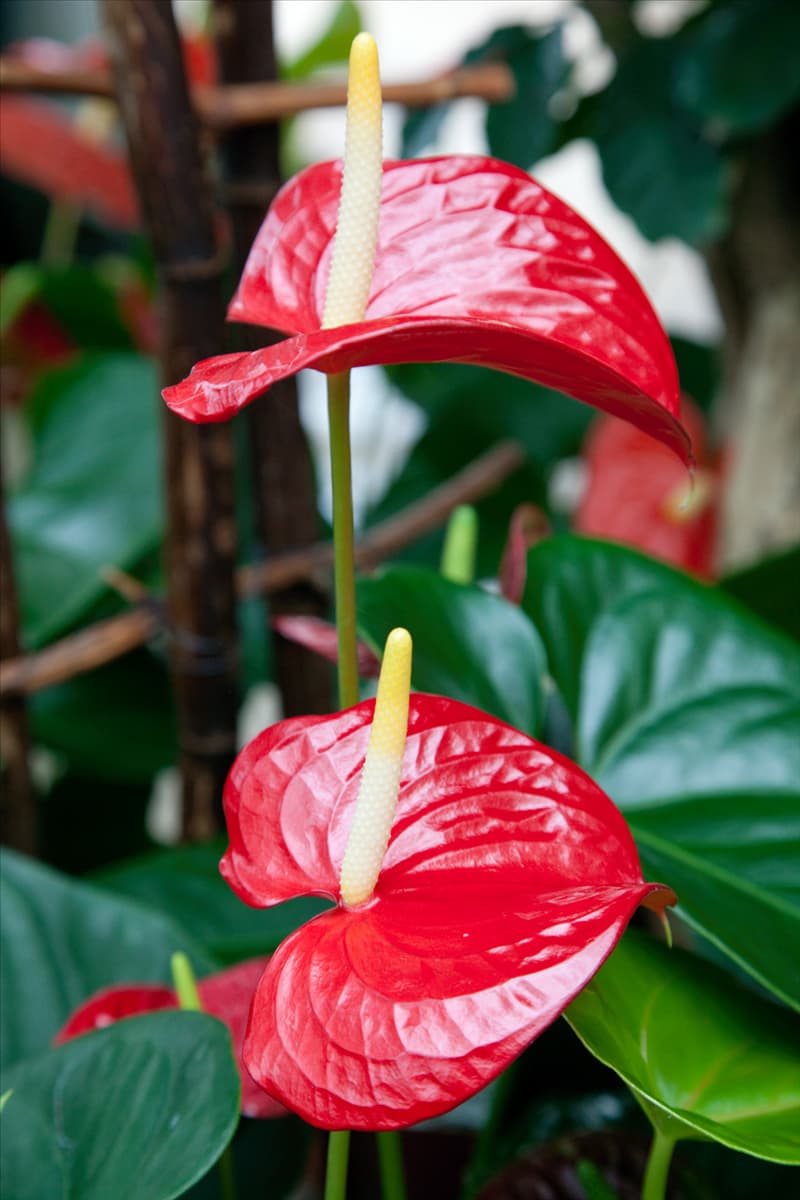 Anthurium andreanum