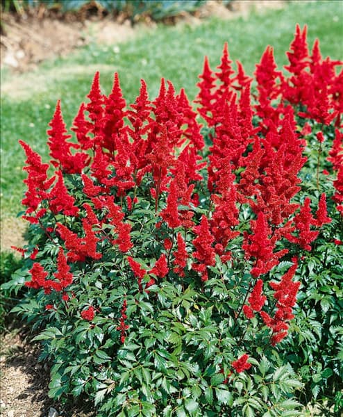 Astilbe x arendsii Fire