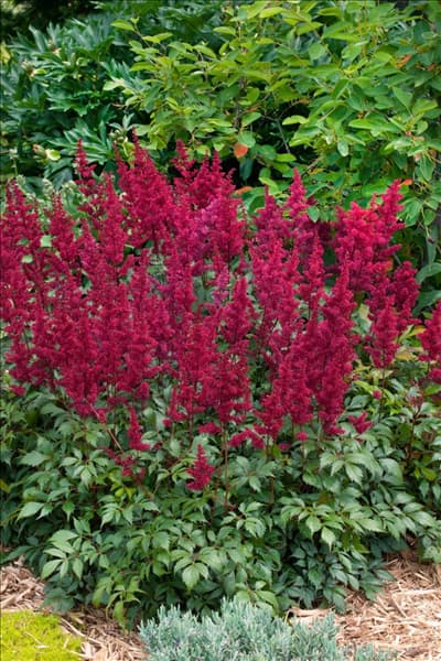 Astilbe Fanal